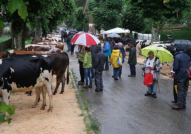 Im Langenbrucker Ausserdorf konnten die Tiere vor der Auktion besichtigt werden. Fotos: E. Gysin
