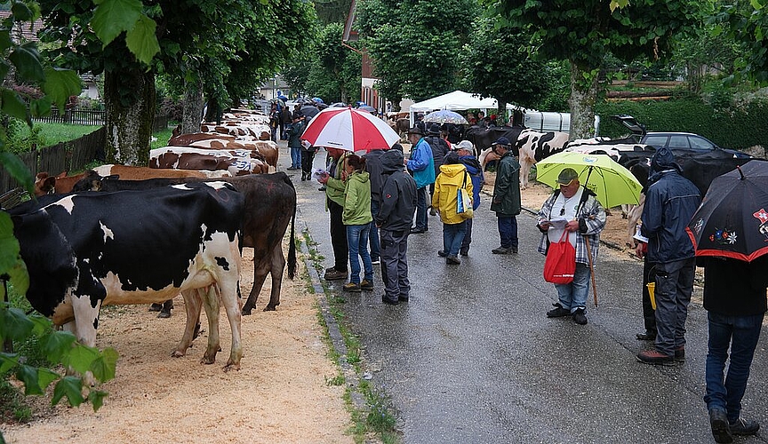 Im Langenbrucker Ausserdorf konnten die Tiere vor der Auktion besichtigt werden. Fotos: E. Gysin
