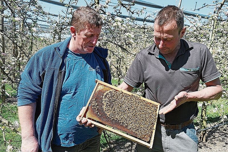 Ernst Lüthi (l.) und Lorenz Oberli mit einer Wabe seiner Bienen.