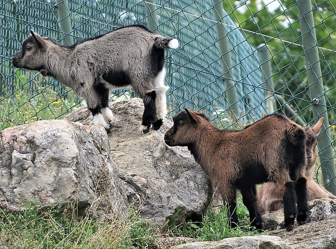 Auch die Tiere freuen sich über die Wiedereröffnung vom «Weihermätteli».