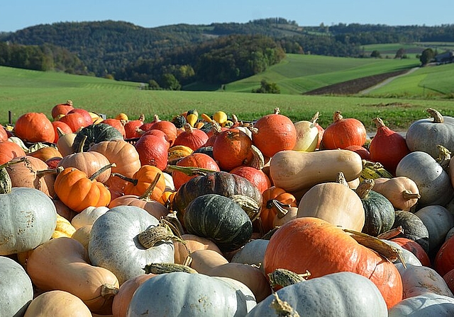 Egal ob Zierkürbisse oder grössere Speisekürbisse, das herbstliche Gemüse liegt bei vielen Leuten absolut im Trend. An vielen Strassenständen, wie hier auf dem Foto, oberhalb von Bennwil Richtung Diegten, kann man Kürbisse kaufen. Foto: ZVG