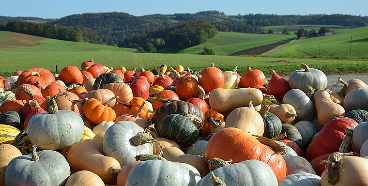 Egal ob Zierkürbisse oder grössere Speisekürbisse, das herbstliche Gemüse liegt bei vielen Leuten absolut im Trend. An vielen Strassenständen, wie hier auf dem Foto, oberhalb von Bennwil Richtung Diegten, kann man Kürbisse kaufen. Foto: ZVG