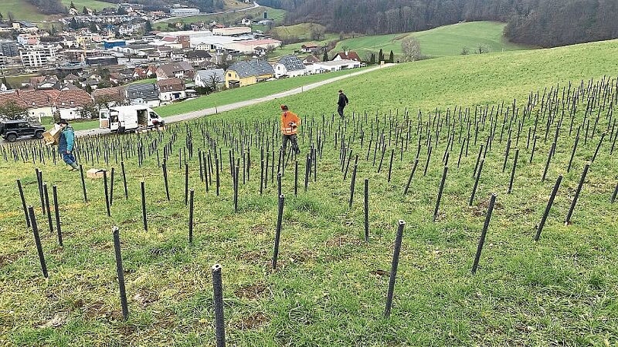 Nicht weniger als 2500 Fackeln wurden am Nachmittag von den vielen Helferinnen und Helfern gesteckt.