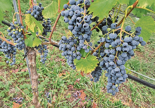 Neu in den Baselbieter Rebbergen gezüchtete alte Sorte «Chambourcin»:mehltaurobust, kleine Beeren, lockere Struktur. Foto: U. Fluri