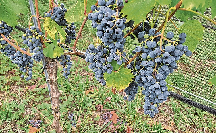 Neu in den Baselbieter Rebbergen gezüchtete alte Sorte «Chambourcin»:mehltaurobust, kleine Beeren, lockere Struktur. Foto: U. Fluri