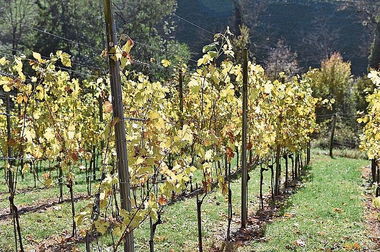 Rebberg im Zwüschenflüegebiet in Niederdorf.
