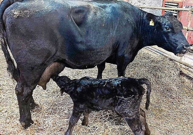 Die preisgekrönte Angus-Kuh «Ikone» mit Stierkalb Zero. Fotos: E. Bachmann