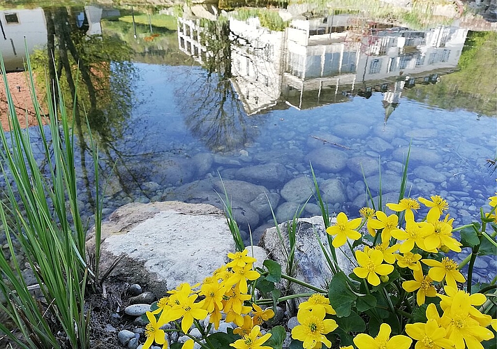 Beim Hotelweiher erwacht neues Leben.
