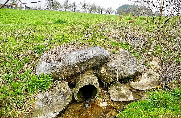 Das Hintermattbächlein in Anwil hat sich seit seiner Freilegung 2011 prächtig entwickelt. Es kann als Hauptader auch die Drainagen aus den Wiesen aufnehmen.