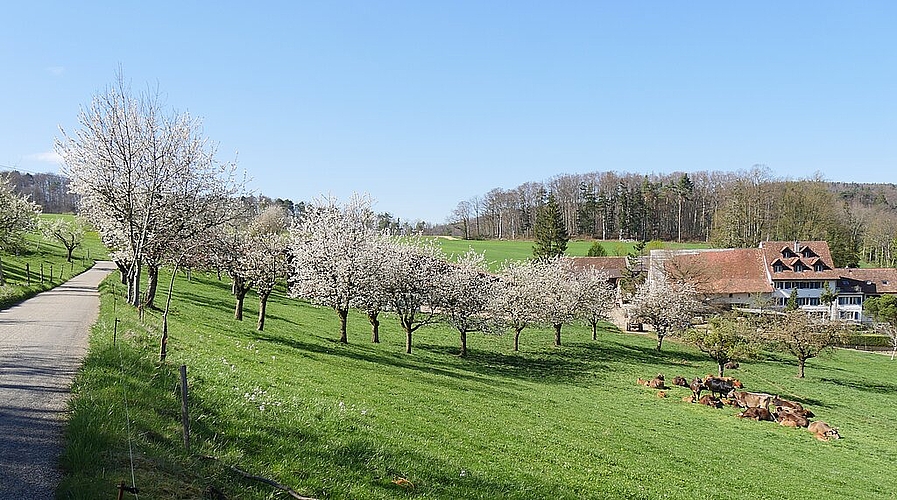 Wandern durchs Oberbaselbiet. Foto: b. eglin
