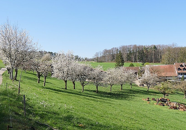 Wandern durchs Oberbaselbiet. Foto: b. eglin

