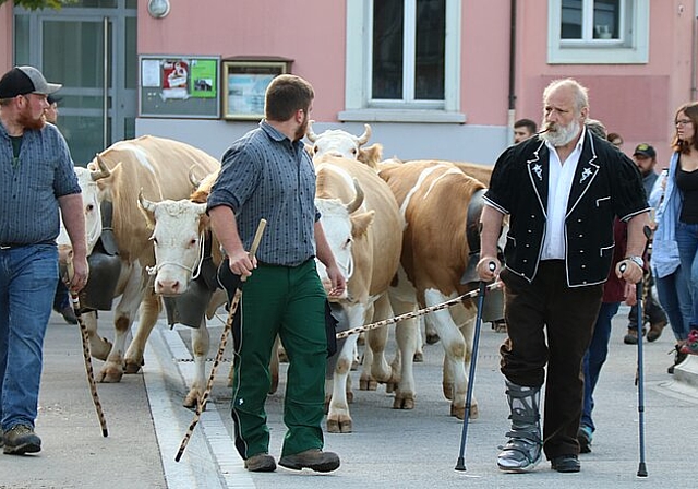Wenn Viehschau ist, geht der Bauer auch an Krücken fast eine halbe Stunde zu Fuss vom Hof Lochhus auf den Schauplatz …
