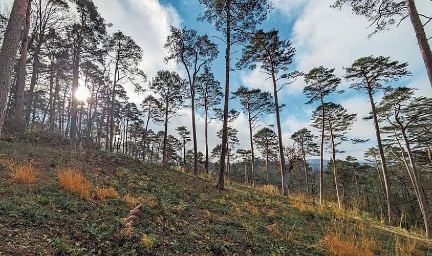 Nährstoffarmer Boden und ein Mosaik aus Licht und Schatten: das Ökosystem «lichter Wald».Foto: Thomas Zumbrunn