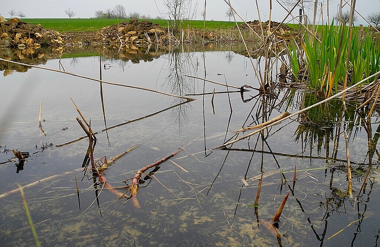 Der Erzmattenweiher, einst Störfaktor durch stehendes Wasser, bietet heute vielen Lebensformen eine Chance.
