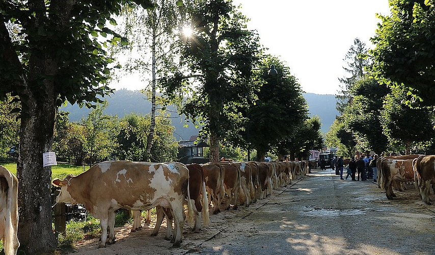 Wenn die Kühe nach dem Marsch auf dem Schauplatz angelangt und angebunden sind, herrscht vorerst einmal Ruhe beim Vieh und bei den Menschen.