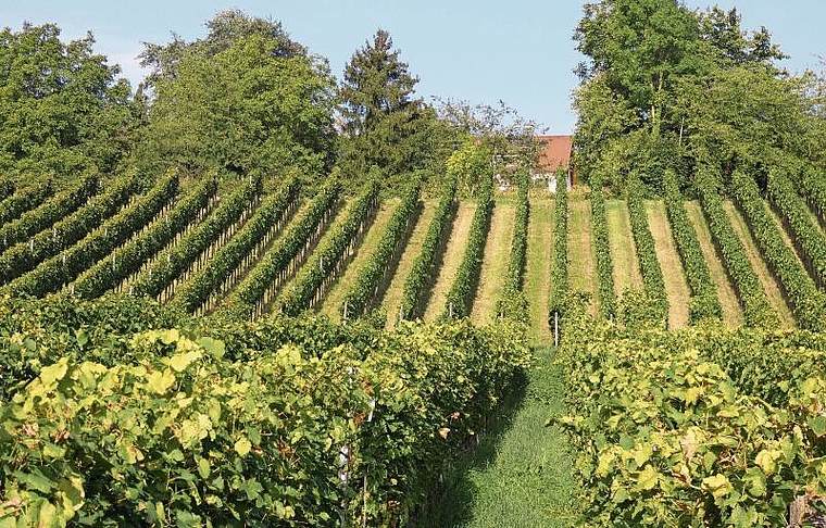 Rebberg am Tüllinger Hügel in Riehen. Foto: U. Fluri