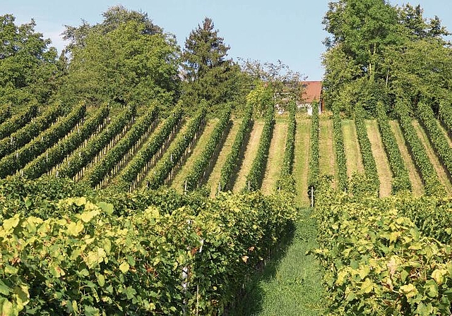 Rebberg am Tüllinger Hügel in Riehen. Foto: U. Fluri