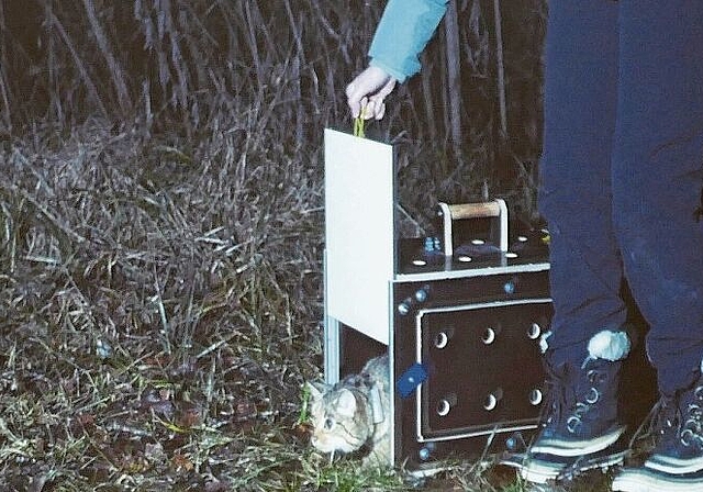 Eine mit Sender ausgerüstete Wildkatze wird wieder freigelassen.Foto: zvg