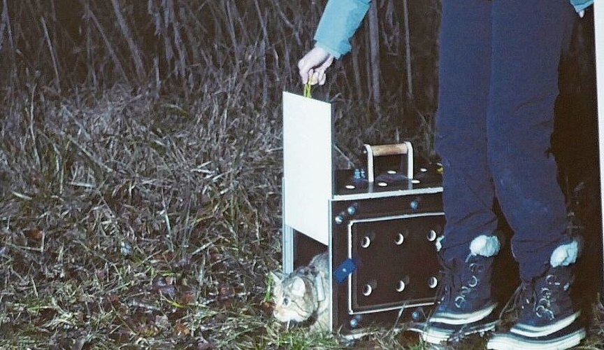Eine mit Sender ausgerüstete Wildkatze wird wieder freigelassen.Foto: zvg