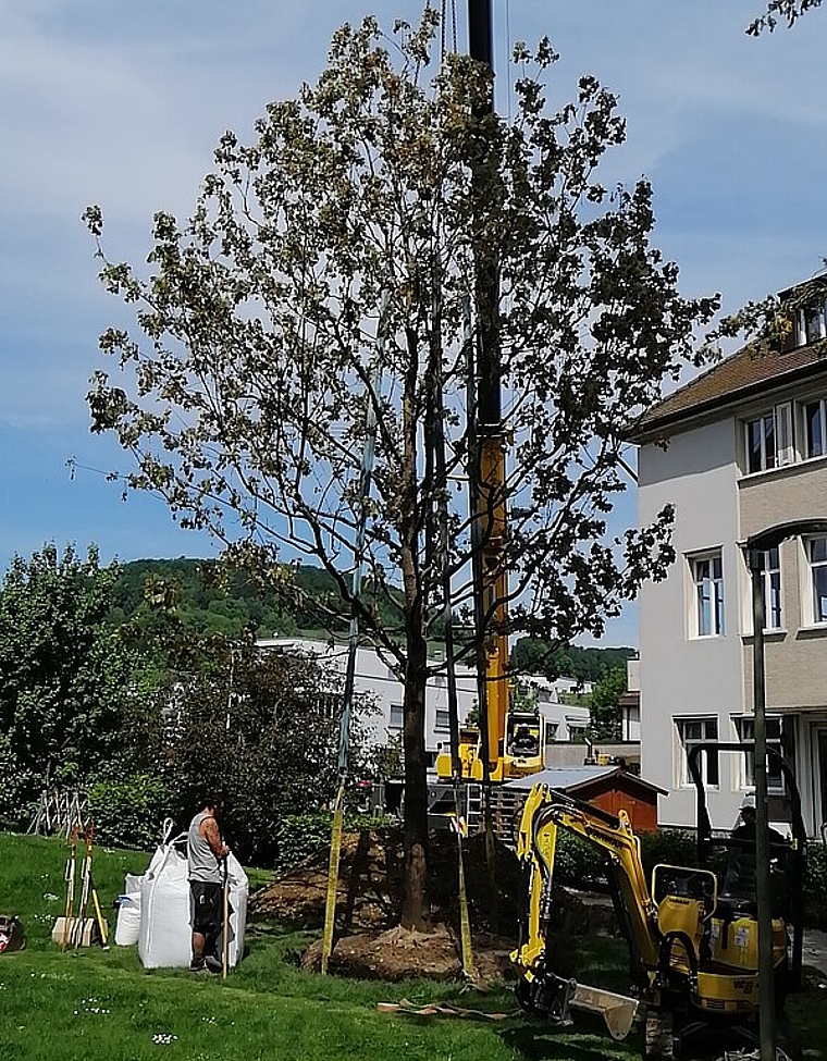 Der 12 m hohe Spitzahorn.Foto: zVg