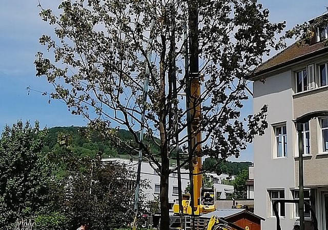 Der 12 m hohe Spitzahorn.Foto: zVg