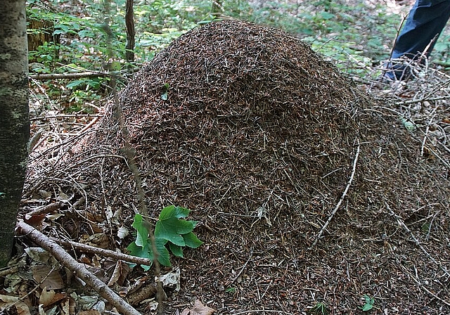 Nest der Roten Waldameise. Fotos: O. Graf
