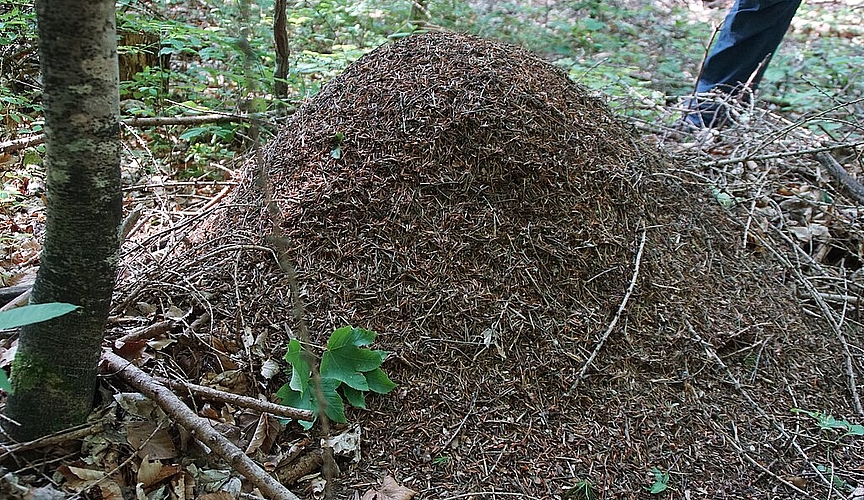 Nest der Roten Waldameise. Fotos: O. Graf
