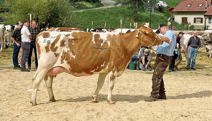 Die Emilio-Tochter Feira der BG Sunnebärg wurde zur Miss Swiss Fleckvieh gewählt.