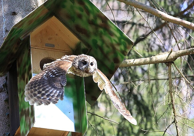 Aus dem Vogelhaus ausfliegender weiblicher Waldkauz. Fotos: zVg
