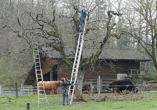 Nach der Schliessung des Tierparks konnte man wenigstens vom Spielplatz aus den Tierparkleiter Christian Klaus oben auf der Leiter bei der Arbeit beobachten beim Gehege der schottischen Hochlandrinder. Fotos: U. Handschin
