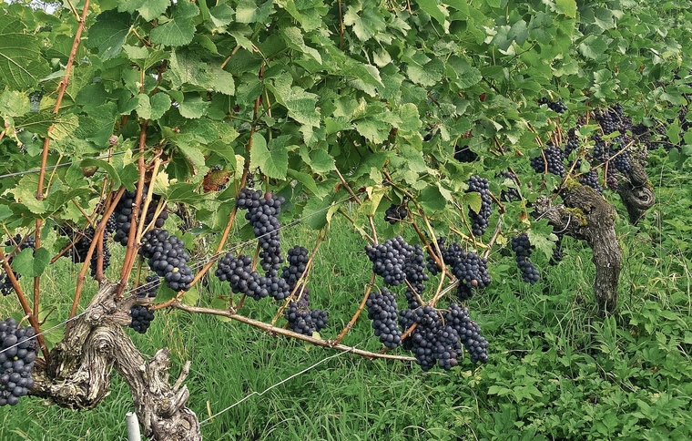 Prächtig behangener Rebstock mit Blauburgunder-Trauben in Wintersingen. Foto: U. Fluri