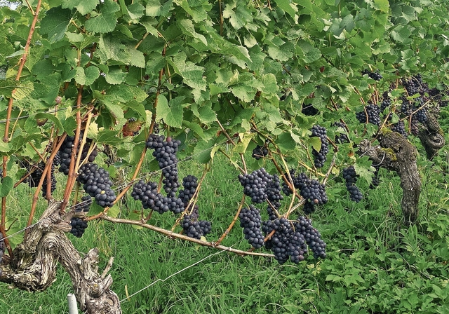 Prächtig behangener Rebstock mit Blauburgunder-Trauben in Wintersingen. Foto: U. Fluri