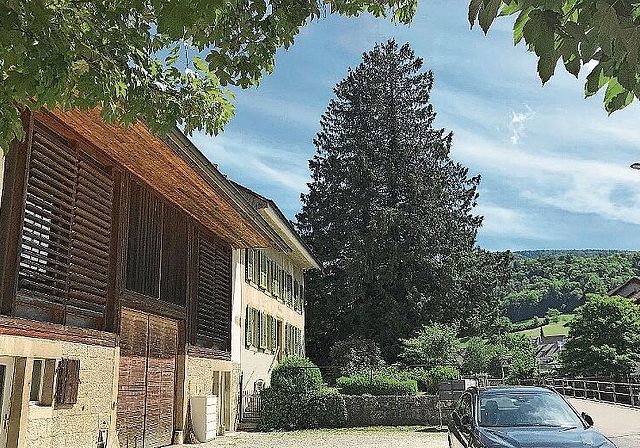 Ein verloren gegangener Anblick: Die 150 Jahre alten Bäume hatten das Ortsbild von Reigoldswil über Generationen hinweg geprägt.Fotos: zVg
