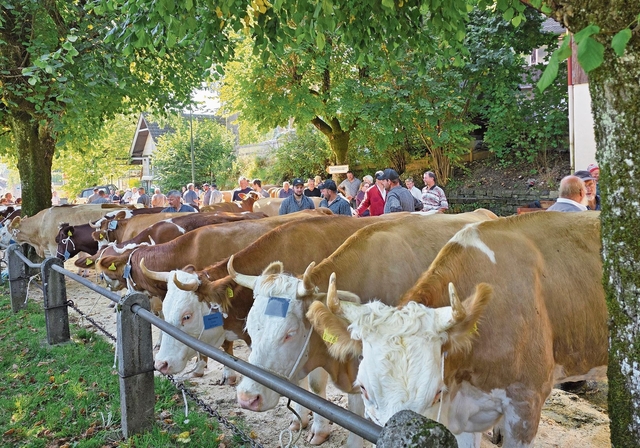 Kuh an Kuh und viele Bauern und Besucher. Foto: U. Roth