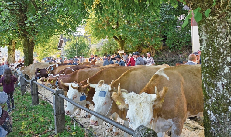 Kuh an Kuh und viele Bauern und Besucher. Foto: U. Roth