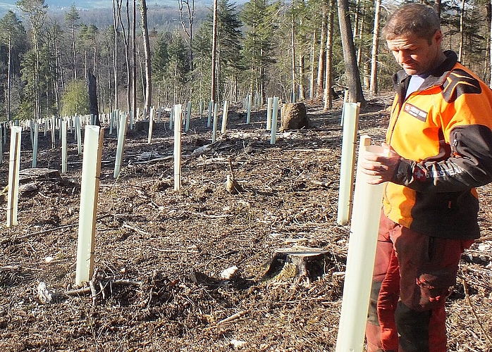 Revierförster Balz Recher leistete mit seinem Team einen wertvollen Einsatz zum Erhalt des Waldes. Fotos: W. Wenger