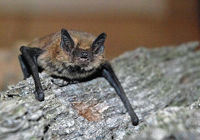 Die Zwergfledermaus ist die häufigste Art und typisch für den Siedlungsraum.Foto: zVg