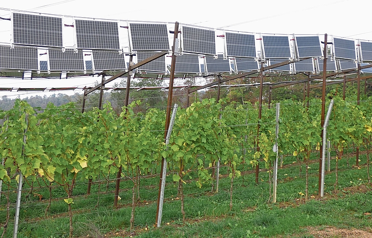 Solarpanels über den Rebstöcken erzeugen Strom und schützen die Reben. Foto: U. Fluri