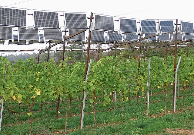 Solarpanels über den Rebstöcken erzeugen Strom und schützen die Reben. Foto: U. Fluri