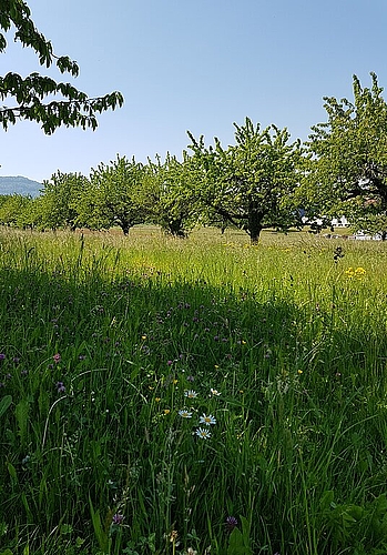 Der Chirsibluescht ist vorbei, dafür blühen die schönen Wiesenblumen, hier in Rünenberg. Fotos: U. Roth
