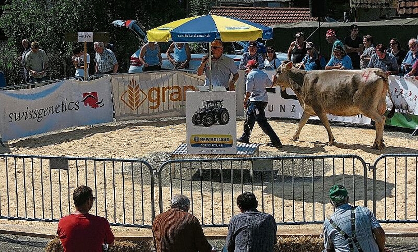 Gantrufer Andreas Aebi versucht für die Kühe und Rinder einen guten Preis zu erzielen.