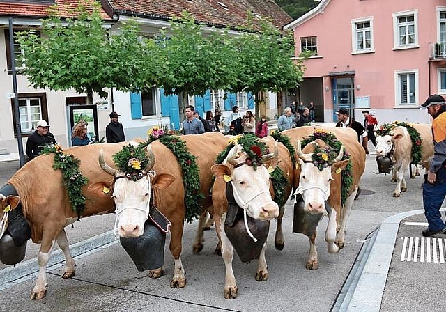Die Kühe von Samira und Christoph Gerber-Waser trugen nicht nur Kopfschmuck, sondern auch elegante Schmuckbänder um den Bauch. Foto: B. Bentolila