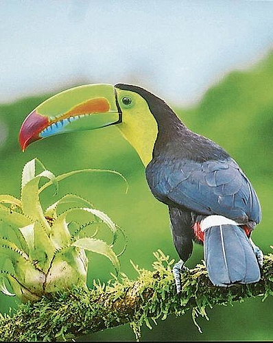 Bekannt ist Costa Rica auch 
         
         
            für die Tukane. Foto: zVg