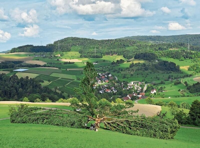 Die Eiche nach dem Sturm von letzter Woche. Fotos: U. Roth