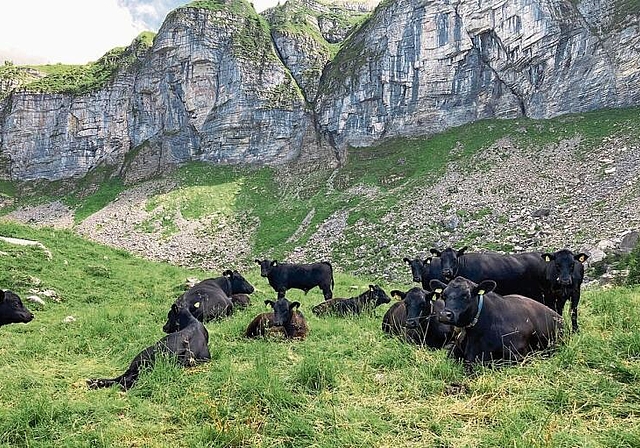 Wer möchte nicht gerne den heissen Sommer auf einer kühlen, coolen Alp verbringen? Für Rieders Aberdeen Angus Mutterkühe mit ihren Jungen ist das möglich.  Foto: zVg