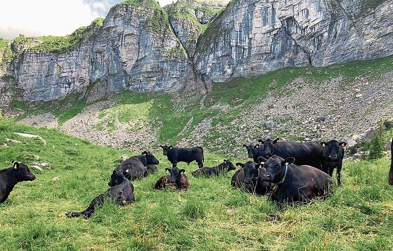 Wer möchte nicht gerne den heissen Sommer auf einer kühlen, coolen Alp verbringen? Für Rieders Aberdeen Angus Mutterkühe mit ihren Jungen ist das möglich.  Foto: zVg