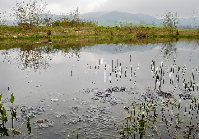 Der Weiher Buchsholz in Anwil ist 2014 in einer Senke aus dem Abbau von Lehm entstanden.FotOs: j. hug
