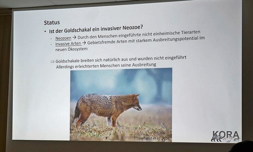 Erst vereinzelt und noch ohne gesichtete Jungen werden Goldschakale in der Schweiz beobachtet.