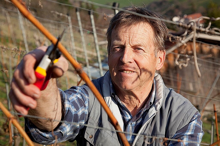 Der zurücktretende Rebchef des Weinbauvereins Dielenberg, Hanspeter Hauri. Foto: Guido Schärli