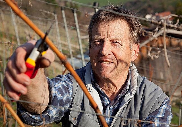 Der zurücktretende Rebchef des Weinbauvereins Dielenberg, Hanspeter Hauri. Foto: Guido Schärli